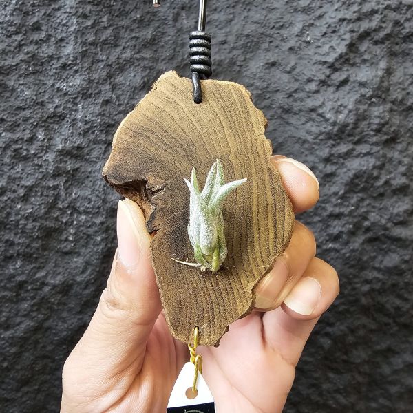 銀冰×樂透/Tillandsia Chiletensis × Lotteae (ED721)實生植株已有不錯的尺寸！ 