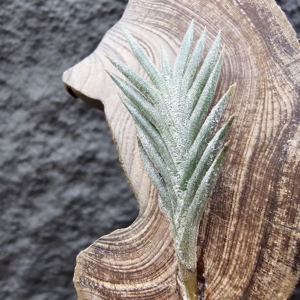Tillandsia capillaris(73.21) 