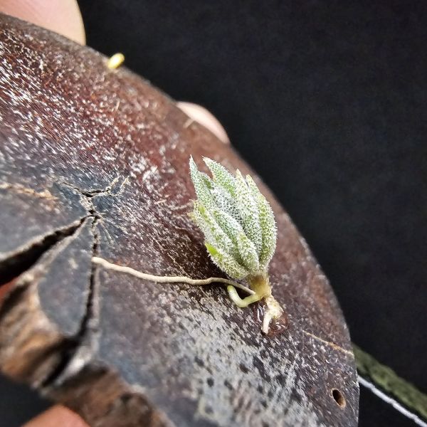 歐洲xip(檸檬香花)交種/Tillandsia xiphioides Hybrids(Europe)~此品項為歐洲當地玩家栽培交種，母本開花帶有檸檬香，父不詳？依苗的形態判斷父本應也屬瓣狀花品種，成長速度慢，市面上不會有的品項！ 