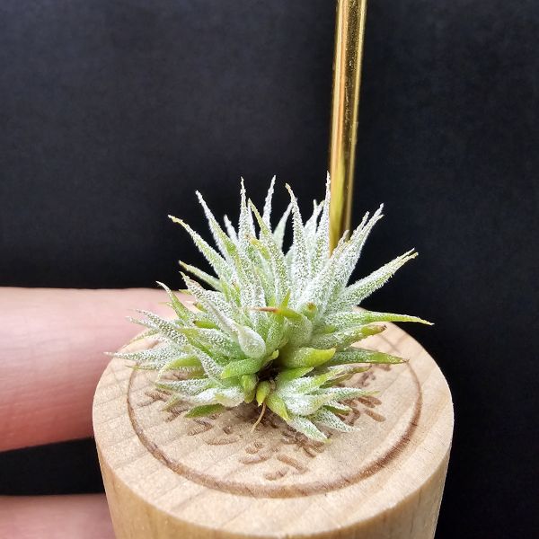 米妮綴化小精靈/Tillandsia ionantha mini mouse 