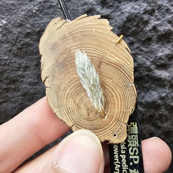 彈頭SP.(黃花)/Tillandsia pedicellata(Argentina) 