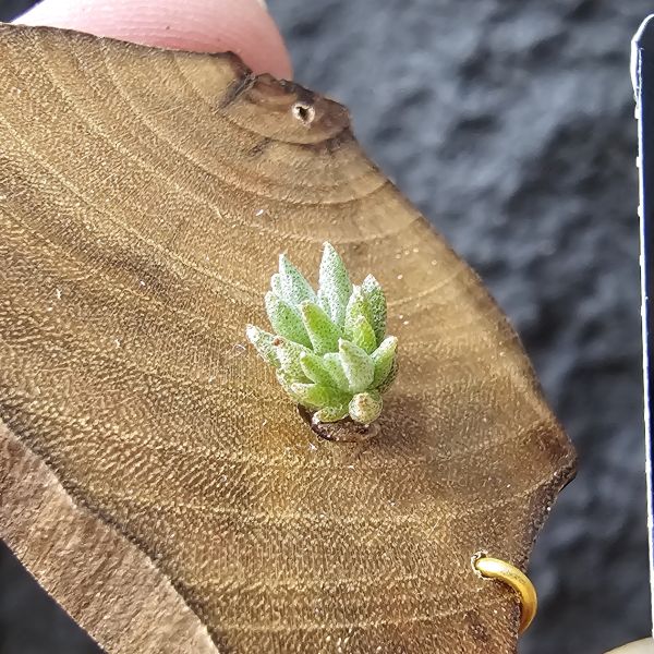 布雷爾利托西斯-實生(隨著成長會持續冒芽叢生)/Tillandsia brealitoensis seedling 