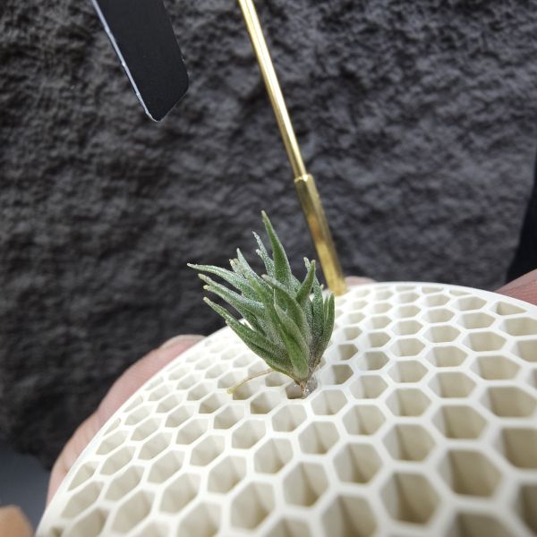 黃花媳婦×紅電捲/Tillandsia xiphioides v. lutea × streptophylla Red#8262 
