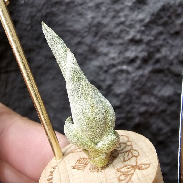 阿里扎・朱莉(台產芽、不挑株)/Tillandsia arhiza-juliae 