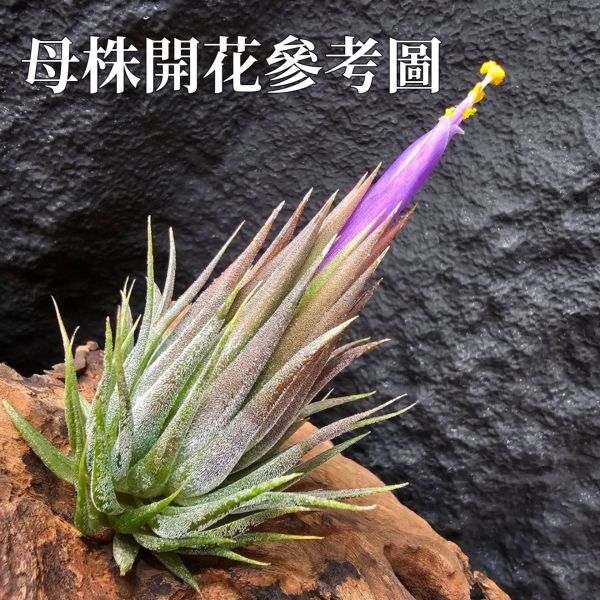 榛果小精靈(大型)不挑株/Tillandsia ionantha Hazelnut Giant~圖四母株開花參考 