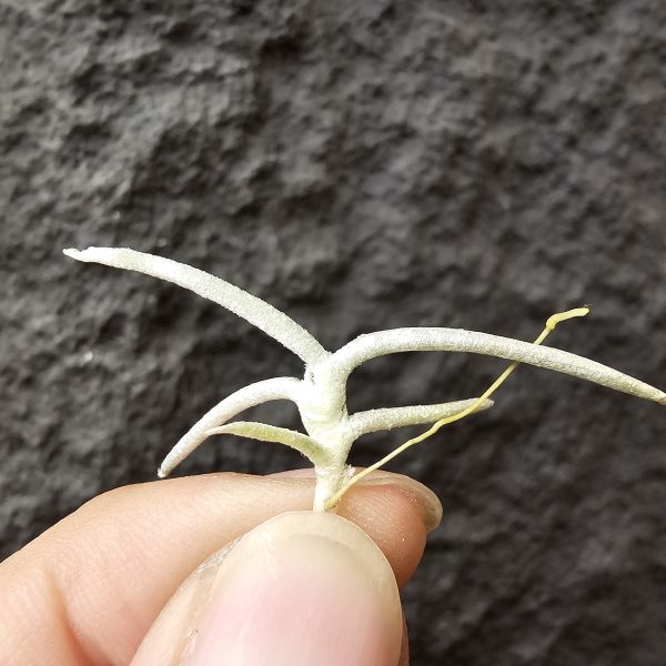 莫利斯/Tillandsia mollis(Europe) 
