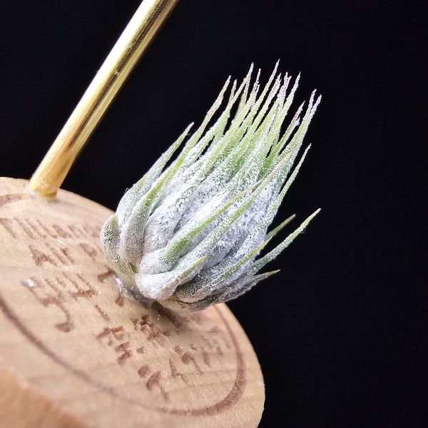 德K榛果/Tillandsia ionantha haselnuss(KK) 