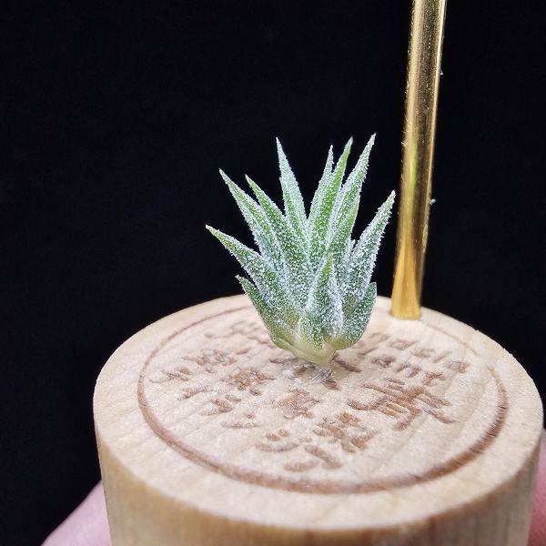 二筒小精靈/Tillandsia Two tone(RFI) 