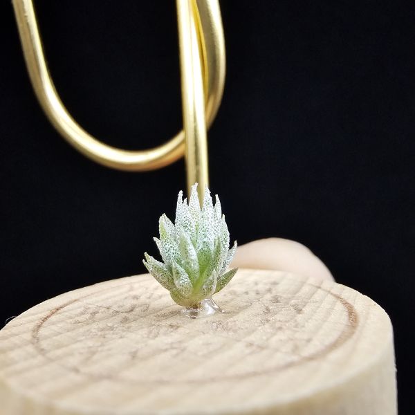 德K榛果×雨林AP(S)/Tillandsia ionantha haselnuss x ionantha Apretado(RFI) 