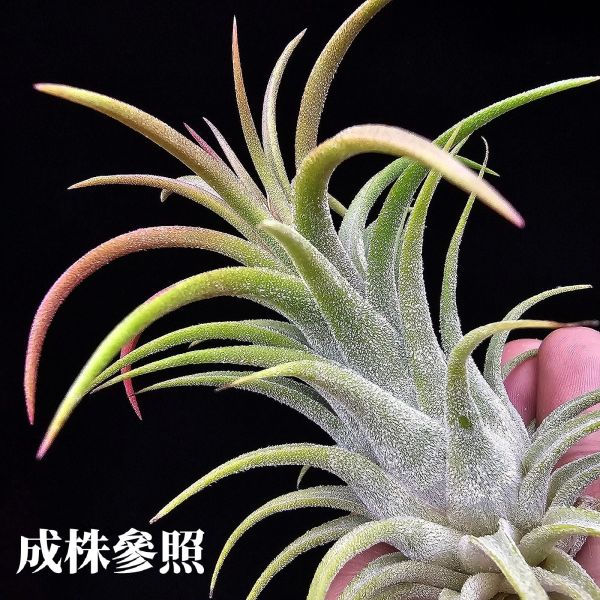 New~小精靈V.多國花(雨林) × 長莖/Tillandsia ionantha v. stricta(RFI) × ionantha v. van-hyningii~有葫身、厚實質感毛，圖四為成株參照。 