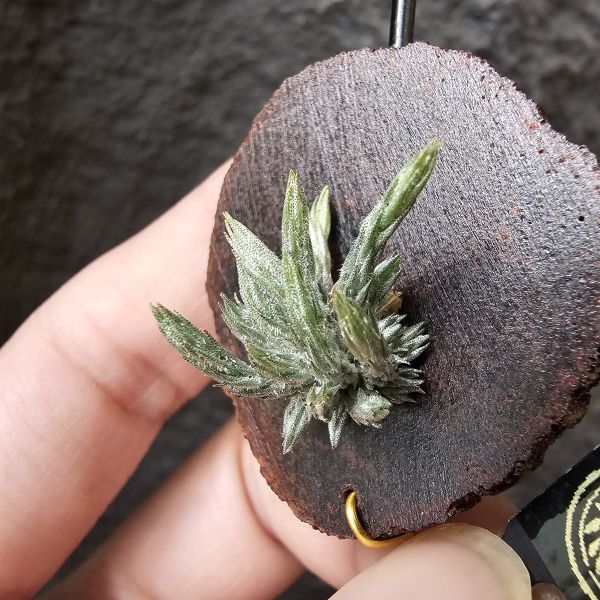 牙籤實生叢/Tillandsia minutiflora seedling~不必擔心野採品項容易黑死，實生好照顧非常多！ 