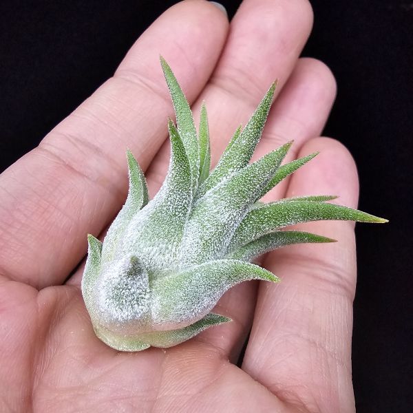 New~小精靈V.多國花(雨林) × 長莖/Tillandsia ionantha v. stricta(RFI) × ionantha v. van-hyningii~有葫身、厚實質感毛，圖四為成株參照。 