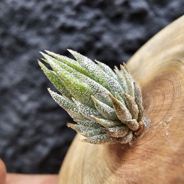 MiniQ/Tillandsia ionantha MiniQ~From JoLi (⁎  )(  ⁎) 