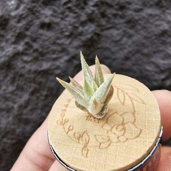 長莖mini/Tillandsia ionantha v. vanhyningii mini Form 
