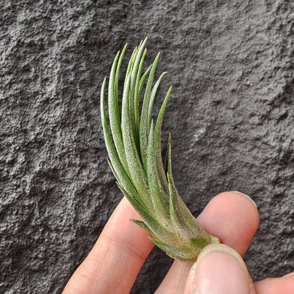 小狐尾×小精靈/Tillandsia funckiana × ionantha 