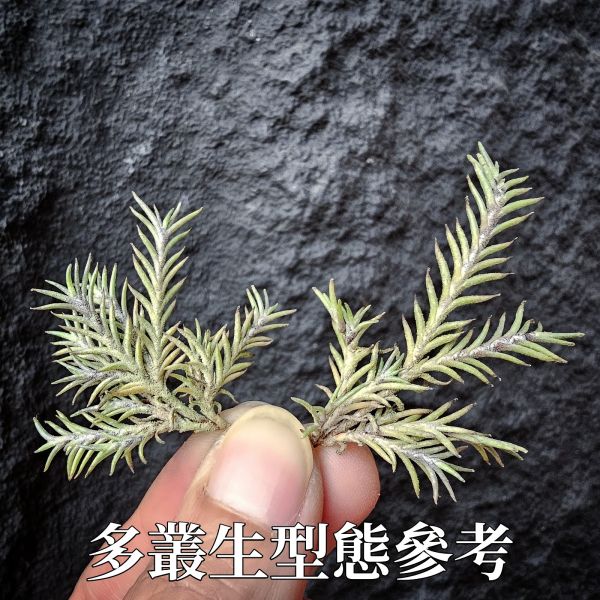 卡畢拉瑞斯-小型/Tillandsia capillaris~一款型態感覺上整齊對生、會生長較長型的卡畢、多叢生可參考圖三 