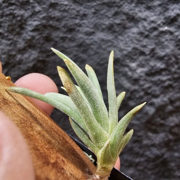 玫瑰斑(德國)/Tillandsia rosacea 