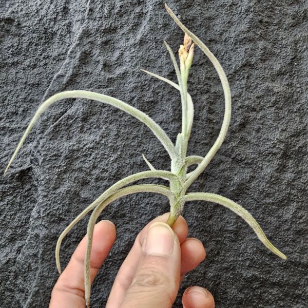 克洛卡塔-橘色花~已是成株尺寸/Tillandsia Crocata Orange Flower 