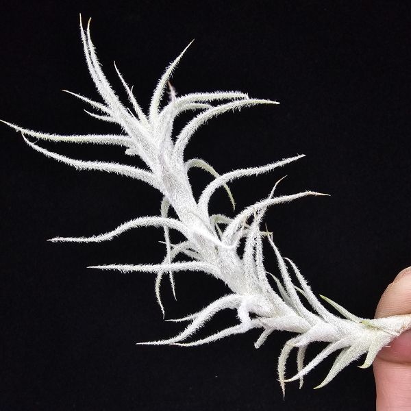 小白龍/Tillandsia stellifera 