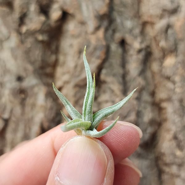 小金針-金色花/Tillandsia Funebris 