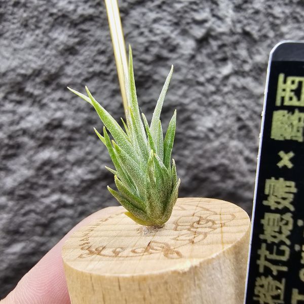 橙花媳婦 × 露西/Tillandsia erici × Luciille 900/1200/1500 