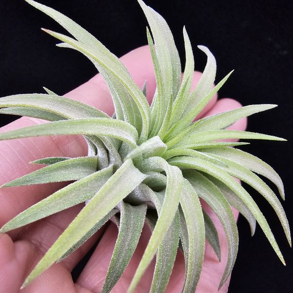 刺蝟小精靈(肥肥芽)/Tillandsia ionantha 'Hedgehog' 