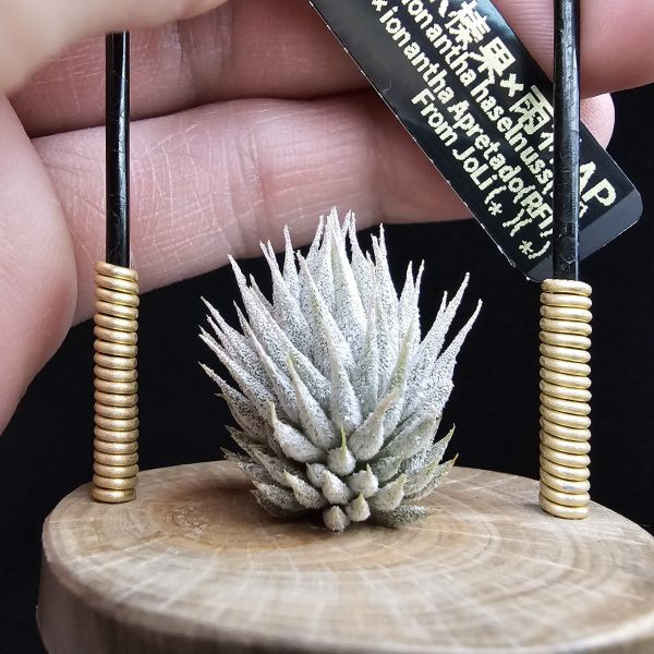德K榛果×雨林AP(芽養至近成株最少2~3年)/Tillandsia ionantha haselnuss x ionantha Apretado(RFI) 