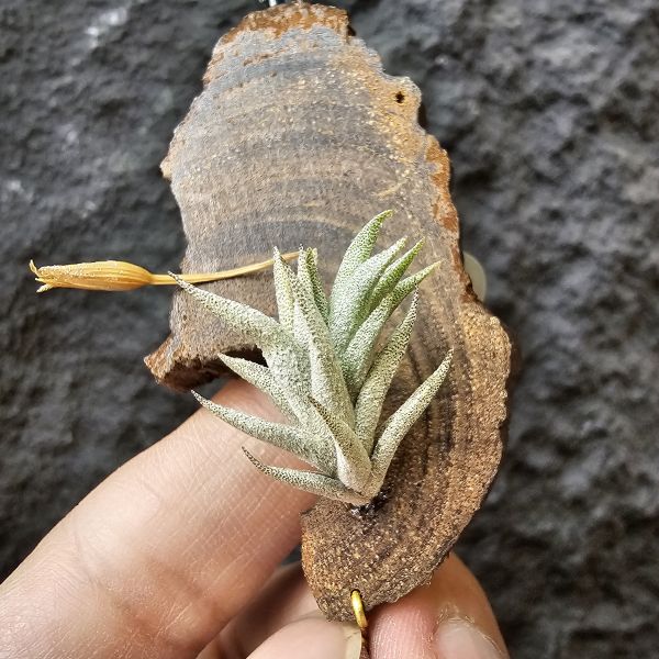布雷爾利托西斯/Tillandsia brealitoensis 