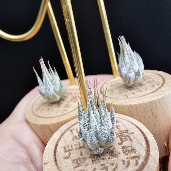 雨林AP早期較細葉/Tillandsia ionantha Apretado(RFI) 