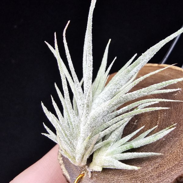New~小矮人精靈×雞爪(精靈爪?)/Tillandsia ionantha Enano(Tropiflora) × glabrior~熱帶'小矮人精靈'與銀葉質感的'雞爪'交種，有點奇葩XD~叢生滿美、毛毛的~ 