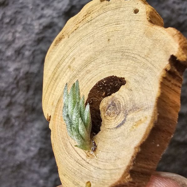 gerdae~玻利維亞小型特有種(紫色瓣狀花)/Tillandsia gerdae 