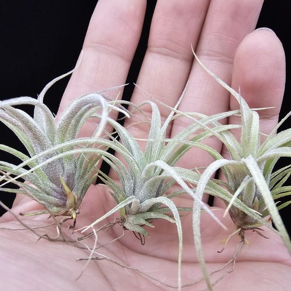 霸王鳳×RR(顯色)不挑株/Tillandsia xerographica × Regal Rene(cyc #697)~霸王交RR怎麼能不美~圖四~六大植株參照！ 