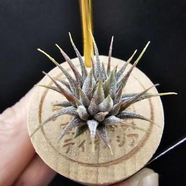 榛果精靈紫星(新品)/Tillandsia ionantha Hazelnut Stiff Purple Star~特殊個體，光照穩定或溫差，植株會帶有暗紫色，肉眼看較明顯、硬葉質感、新葉由短形態，隨著植株成長而生長！圖四參考較大植株！ 