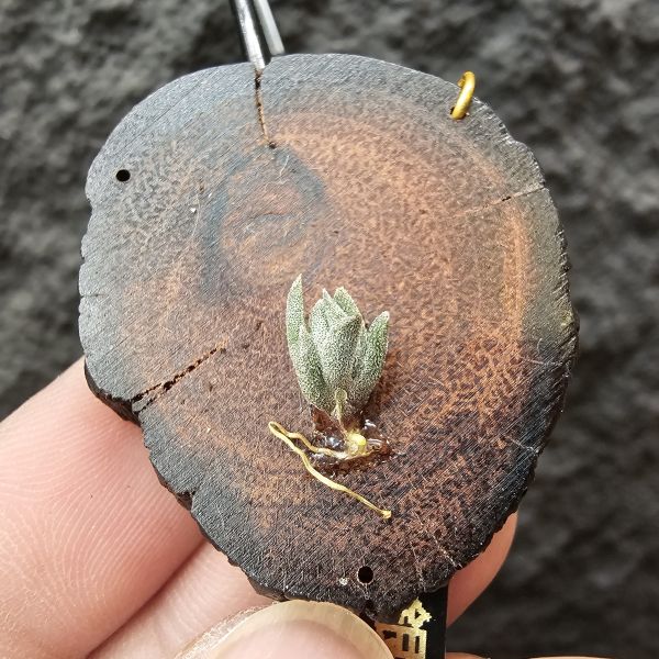 銀冰×雪鵝/Tillandsia chiletensis × SP. 