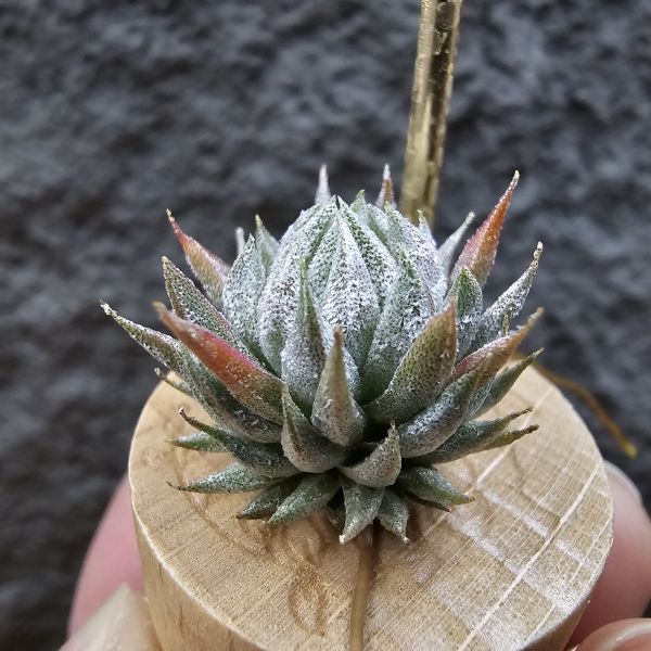 歐洲榛果(特殊)/Tillandsia ionantha Hazelnut (Europe) 
