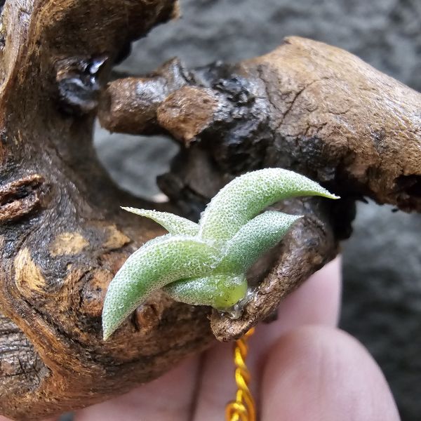 燕子minor/Tillandsia gilliessii forma minor 