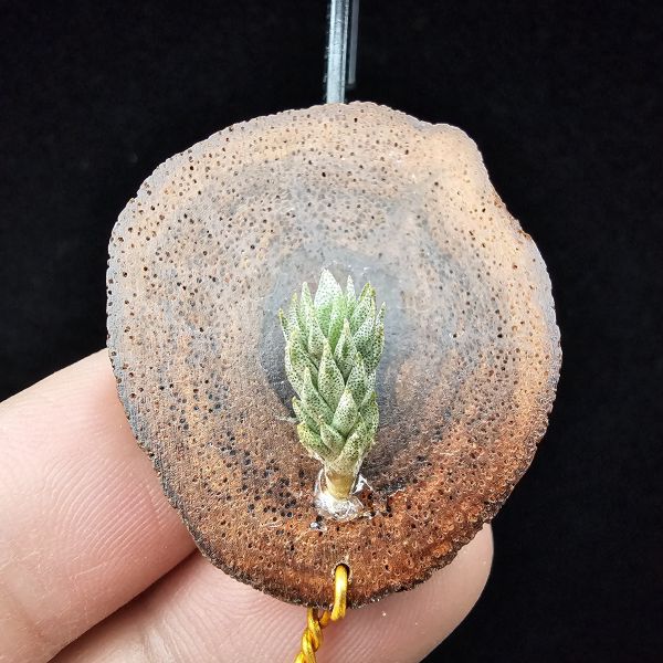 彈頭(黑紫花)/Tillandsia pedicellata Purple Flower(Argentina) 