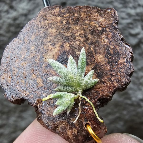 Tillandsia capillaris(73.04) 