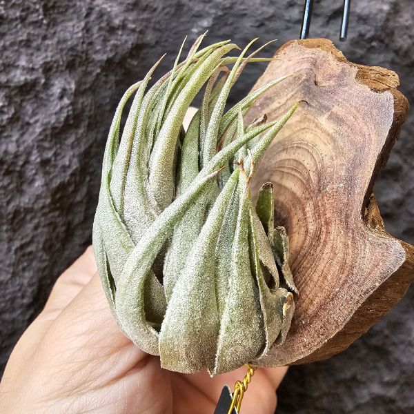 K燒(特大尺寸)/Tillandsia kautskyi 