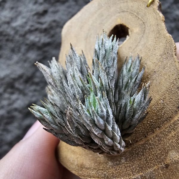 彈頭(野採)/Tillandsia pedicellata(Argentina) 