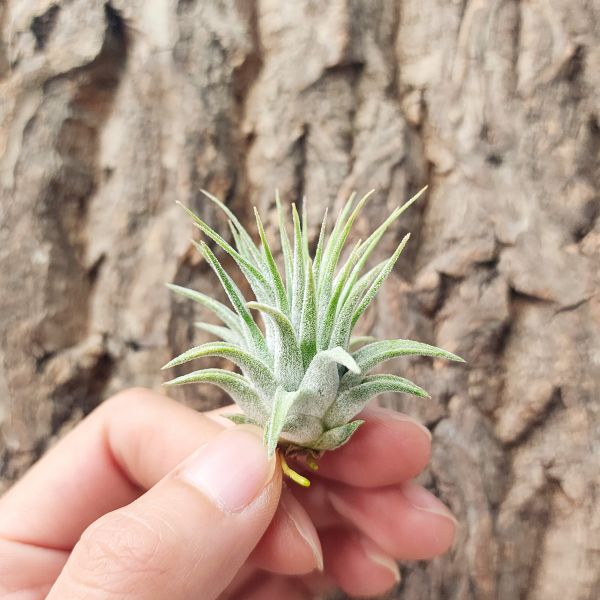 小精靈V.多國花/Tillandsia ionantha V. Stricta 