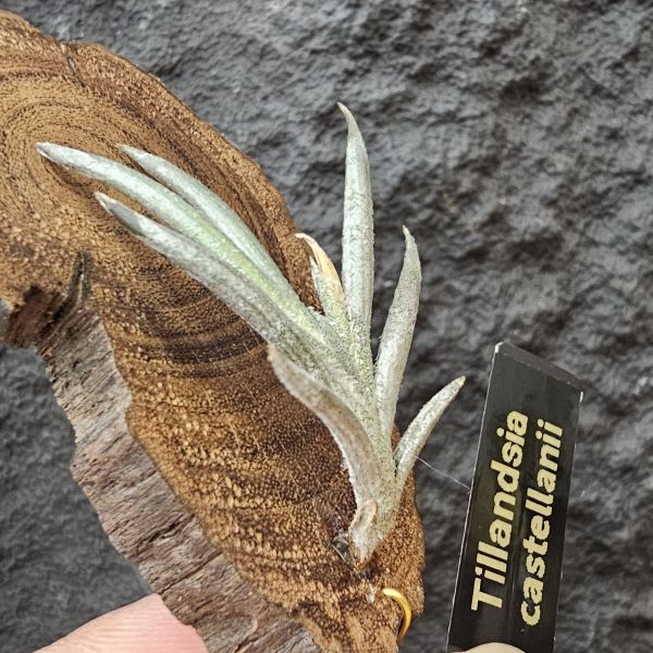 卡斯塔拉米(成株尺寸)/Tillandsia castellanii(Argentina)~阿根廷原生種，黃色瓣狀花，圖四可參考叢生型態 