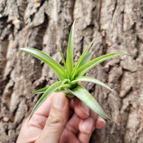 貝克利-亮葉型/Tillandsia Brachycaulos 