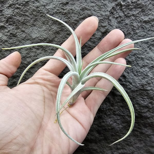 眉刷/Tillandsia Cardenasii(Europe) 