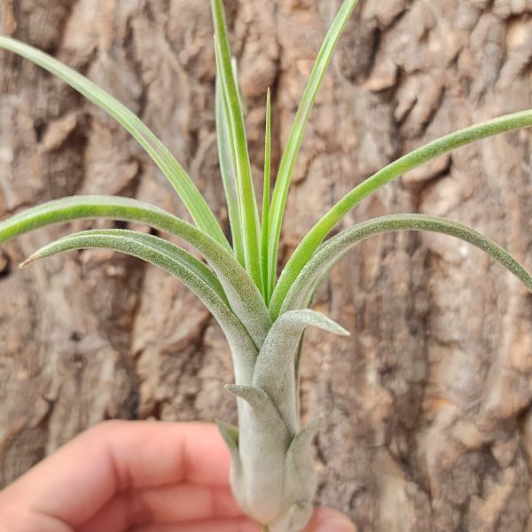 紅女王頭-交種/Tillandsia Paucifolia Red Hybrid 
