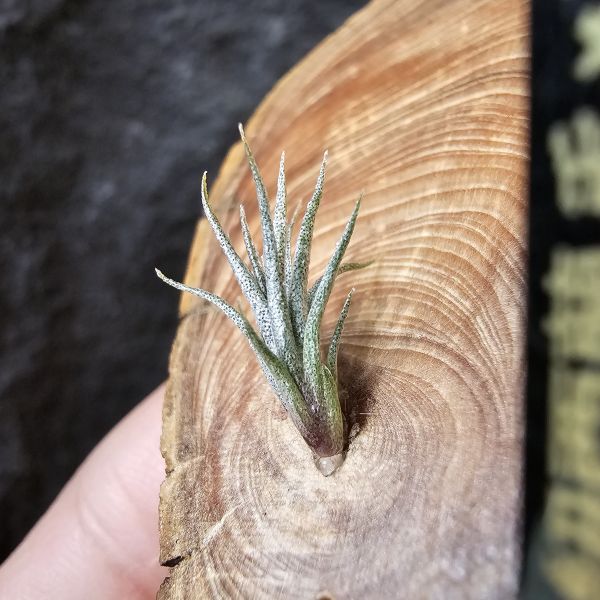 xip紐西蘭(毛)×BC/Tillandsia xiphiodes(NZ)毛 × Bea Correale~YY 