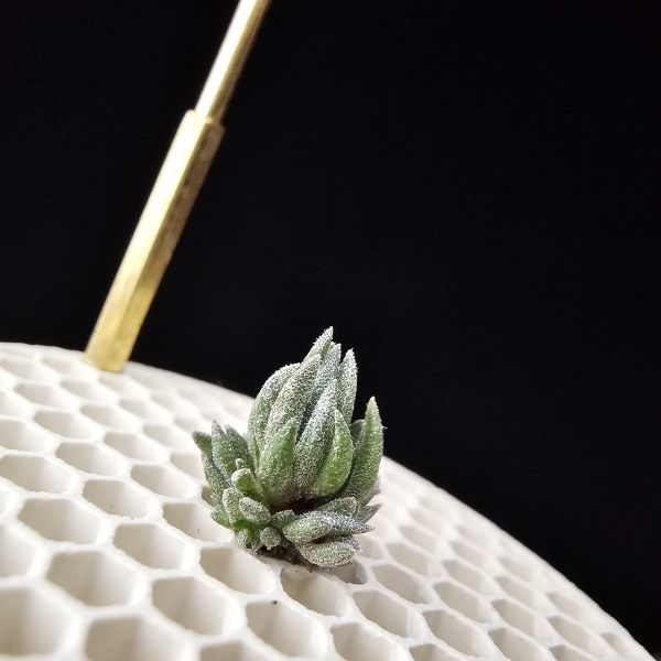 New~初戀(烏拉圭)×銀冰(母株1+6小芽)/Tillandsia arequitae(UY) × chiletensis~隨著植株成長會越來越白毛！ 