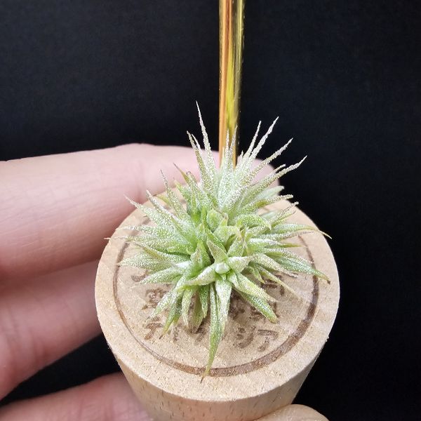 米妮綴化小精靈/Tillandsia ionantha mini mouse 
