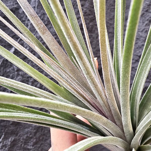 狼牙棒/Tillandsia Buck Compton~尺寸不小的植株 