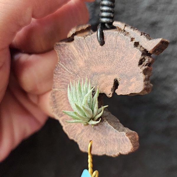 蘿莉-雨林/Tillandsia loliacea(RFI) 